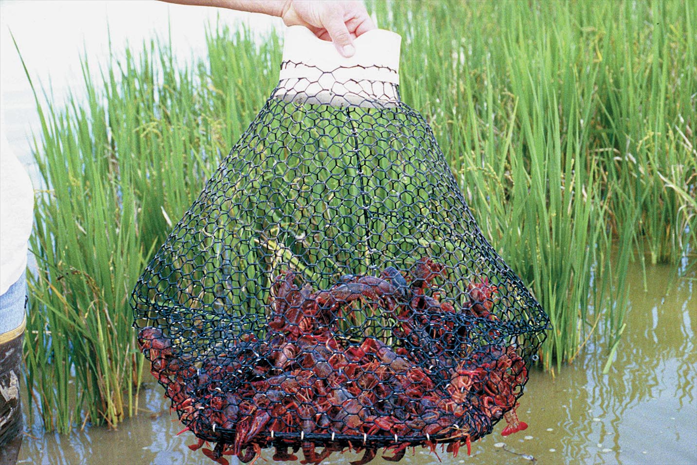 LSU AgCenter to hold meeting on White Spot Syndrome Virus in crawfish